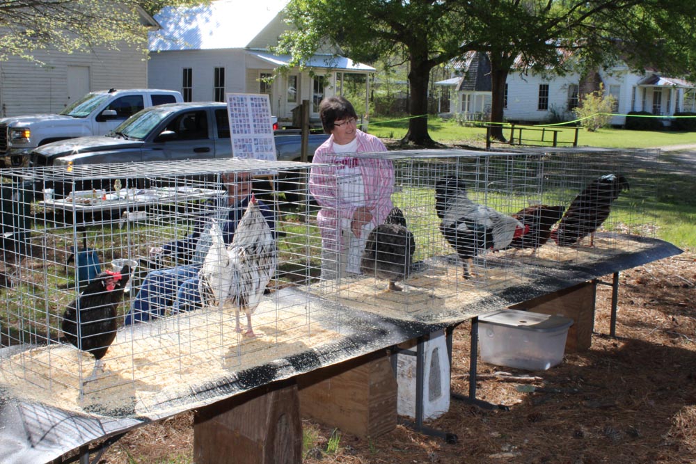 poultry Arkansas Homesteader